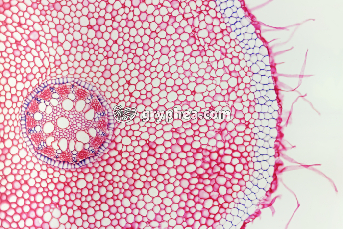 Racine d'Iris (Monocotylédone) CT x15 - gryphea.com